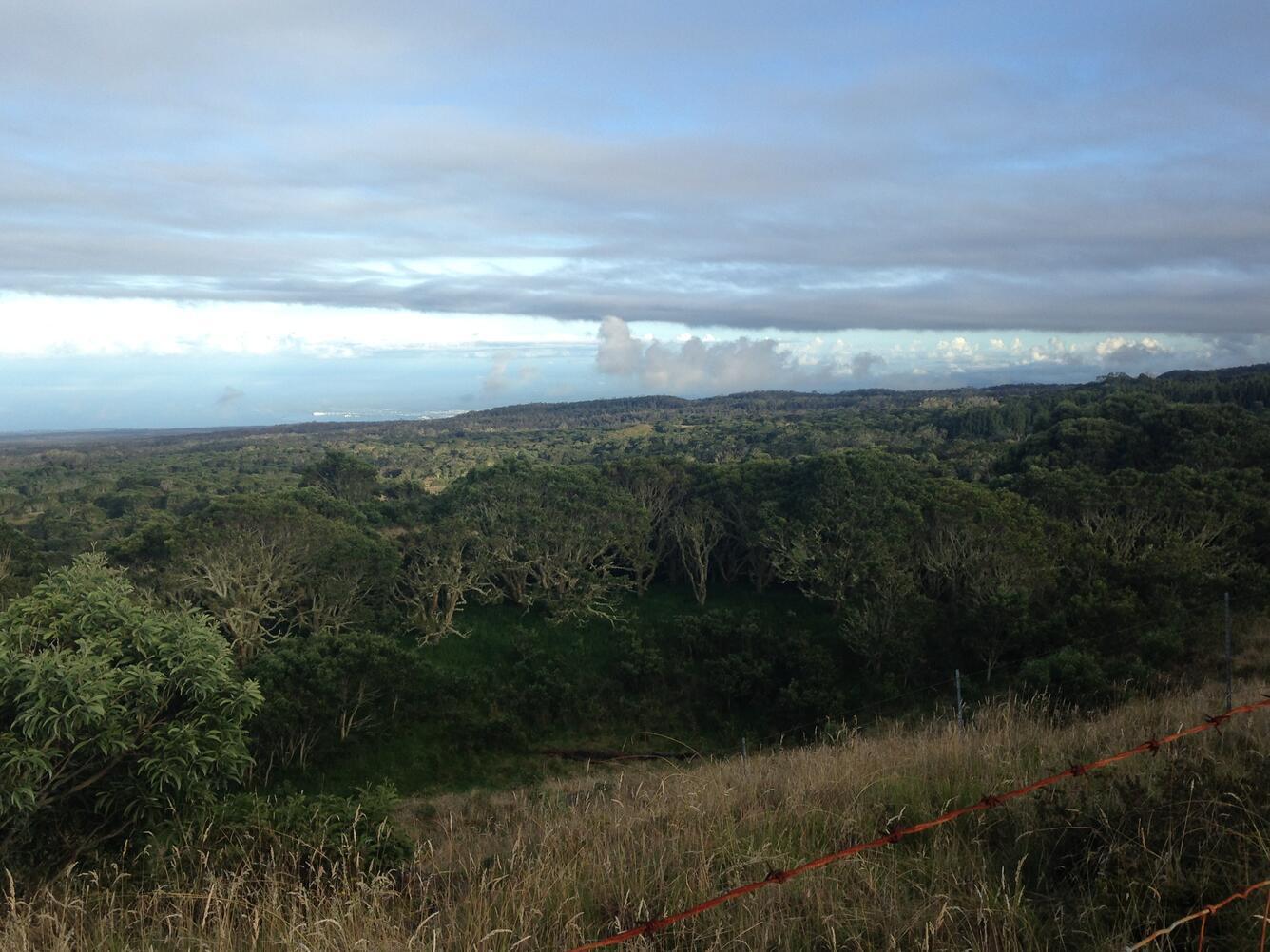Public-domain photograph showing koa forest regeneration on land once used for ranching in Hawaii. This image represents the ongoing stewardship that protects remaining koa resources.