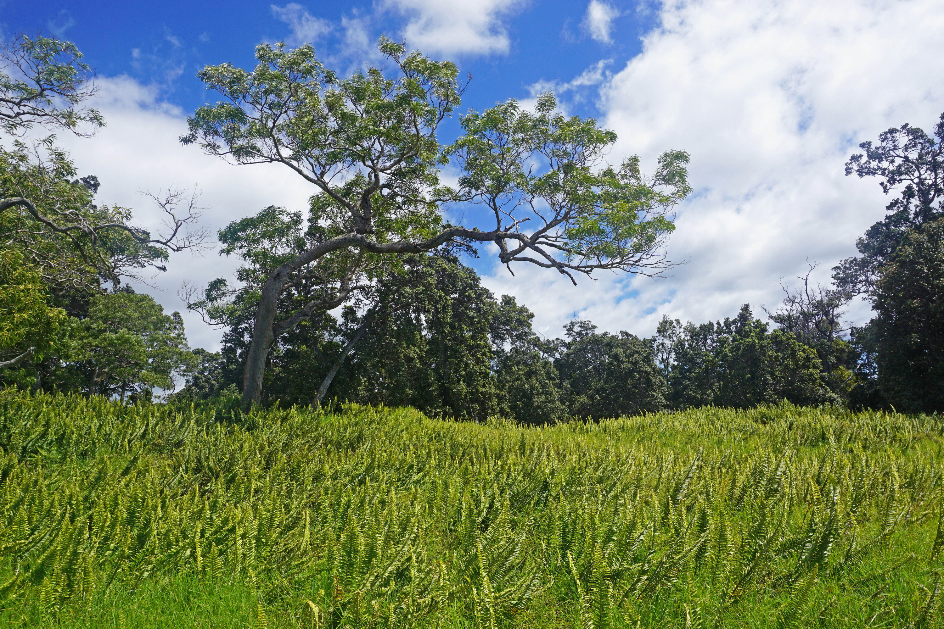 High-resolution photograph of a koa (Acacia koa) tree growing along the Forested Pit Crater Trail in Hawaiʻi Volcanoes National Park. Public-domain image courtesy of the National Park Service.